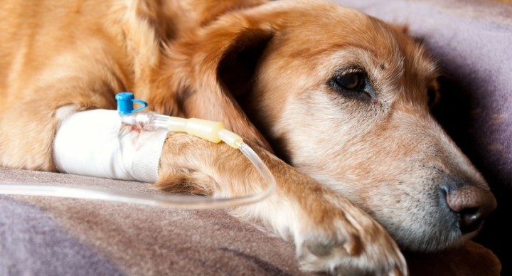 Leptospiróza u psů - prevence, příznaky a léčba