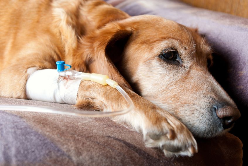 Leptospiróza u psů - prevence, příznaky a léčba