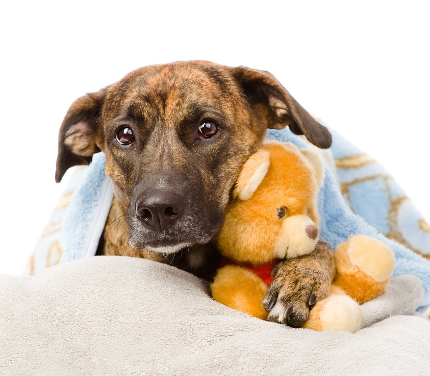 Parvoviróza u psů - prevence, příznaky a léčba