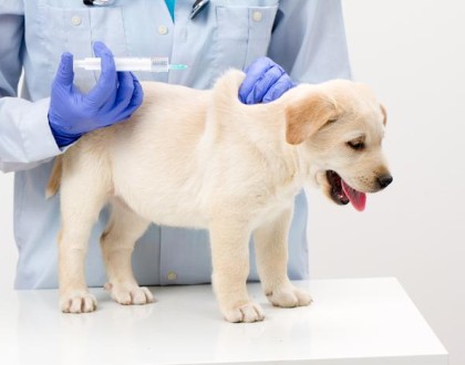 Infekční hepatitida u psů - prevence, příznaky a léčba