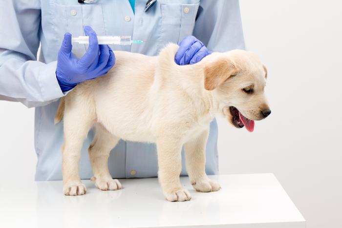 Infekční hepatitida u psů - prevence, příznaky a léčba