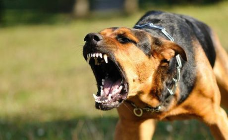 Vzteklina u psů - prevence, příznaky a léčba