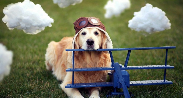 Cestování a přeprava psa letadlem
