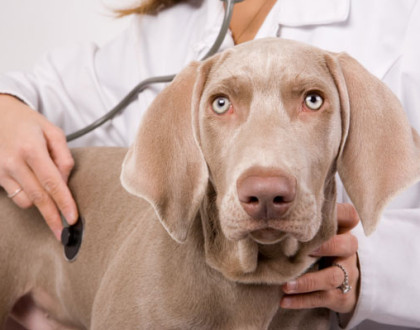 Příznaky a prevence torze žaludku u psa