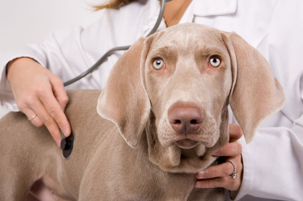Příznaky a prevence torze žaludku u psa